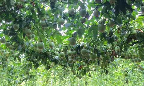 Gia Lai: Những người trẻ làm giàu từ chanh dây sạch