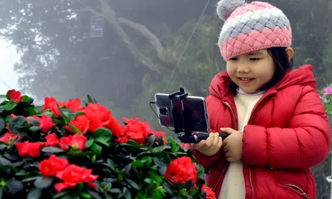 Háo hức “trẩy hội” đỗ quyên ở thành phố trong mây