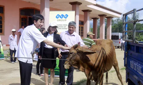 Tập đoàn FLC trao bê giống cho 6 huyện Bình Định