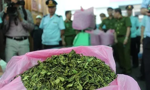 Bổ sung “lá cây Khat” vào danh mục chất ma túy