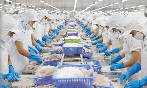 Đưa tạp chất vào thủy sản: Mức phạt tăng 10 lần
