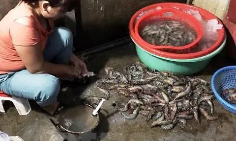 Hà Nội: Bắt tại trận dân buôn bơm tạp chất vào tôm