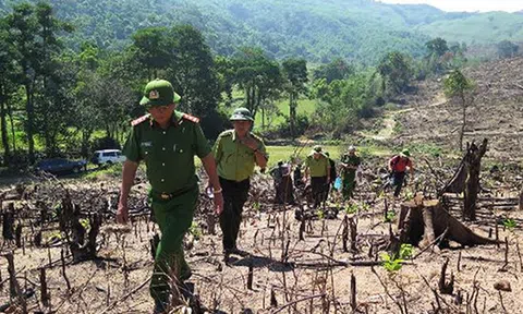 Thủ tướng yêu cầu điều tra vụ phá rừng quy mô lớn ở Bình Định