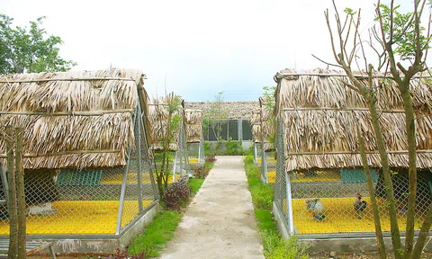 Một ngày “tập làm nông dân” tại nông trang xanh FLC Vĩnh Phúc