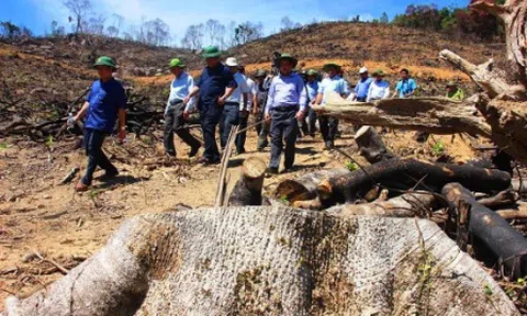 Vụ phá 60,9ha rừng tại Bình Định: Đề nghị kiểm điểm Chủ tịch huyện