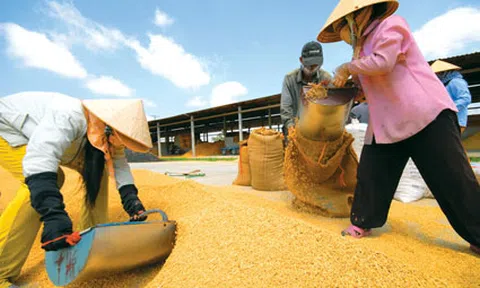 Giấy phép con đang bị lạm dụng để gạt bỏ doanh nghiệp nhỏ khỏi thị trường