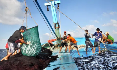 Luật Thuỷ sản: Vi phạm trong lĩnh vực thủy sản sẽ phạt tối đa 1 tỷ