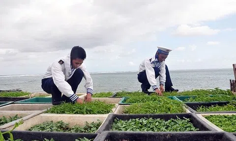 Sức sống Trường Sa