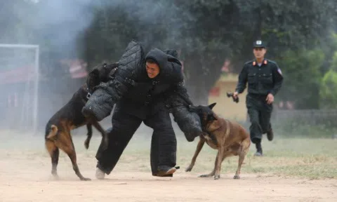 Chuyện cảm động về những chú chó nghiệp vụ