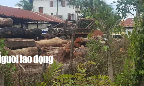 Gỗ lậu của trùm Phượng "râu" đi qua hàng loạt trạm kiểm lâm, công an, biên phòng