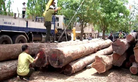 Khởi tố Hạt trưởng hạt kiểm lâm nhận tiền của trùm gỗ lậu Phượng “râu”