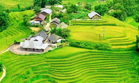 Fansipan mùa lúa chín đẹp ngỡ ngàng