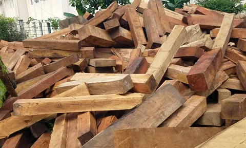 Vụ gỗ lậu ở huyện Mang Yang: Tỉnh ủy chỉ đạo điều tra khởi tố vụ án