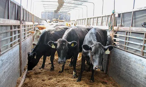 200 cô bò sữa hữu cơ "cưỡi" máy bay từ Úc về Việt Nam