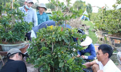 Người trồng mai Bình Định phấn khởi chờ Tết