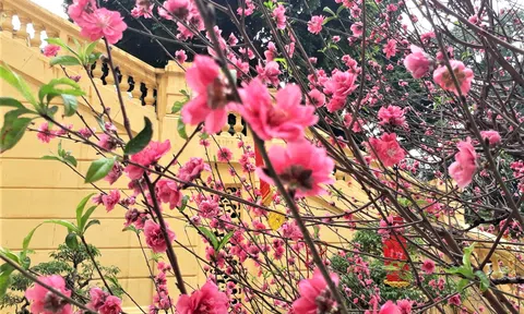 Công lý như ánh sáng mùa xuân