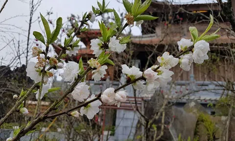 Bâng khuâng nhớ Cổ Mai trang