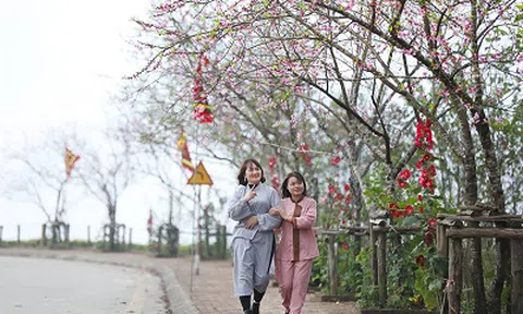 Chiêm ngưỡng nhiều giống đào quý hiếm đang bung nở tại Fansipan