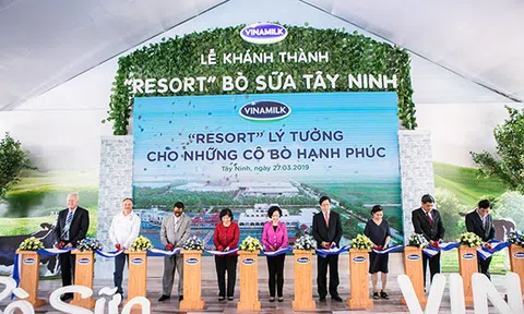 "Resort" bò sữa Vinamilk Tây Ninh: Ngôi nhà lý tưởng của những cô bò hạnh phúc