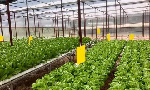 Vì sao doanh nghiệp “nhỏ” không thể thành “vừa”, doanh nghiệp “vừa” không thể “lớn”?