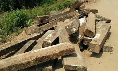 Khởi tố vụ án phá rừng nghiêm trọng trong Vườn Di sản Phong Nha
