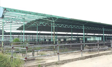 Bộ Công an yêu cầu định giá dự án chăn nuôi bò liên quan đến cha con ông Trần Bắc Hà