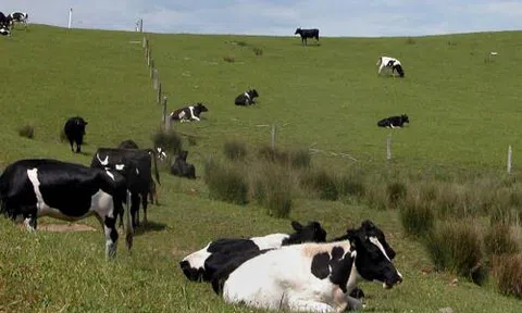 New Zealand bỏ hai loại thuế để hỗ trợ doanh nghiệp địa phương