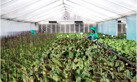 Tuyên truyền Nghị quyết số 13 về phát triển kinh tế tập thể đến gần 4,3 triệu người dân