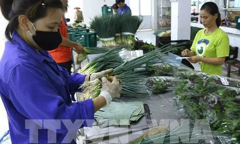 Kinh tế tập thể cần cơ chế chính sách phù hợp nữa để phát triển