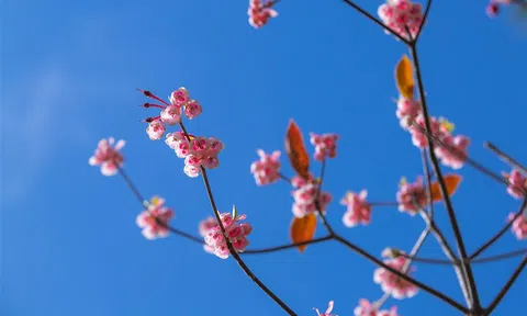 Đẹp mê mải hoa đào chuông trên đỉnh  Bà Nà