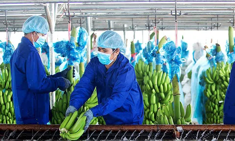 Thaco lần đầu có doanh thu nông nghiệp