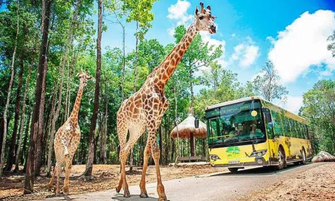 Tập đoàn Vingroup đề xuất kế hoạch làm khu sinh thái Vinpearl Safari ở Quảng Ninh