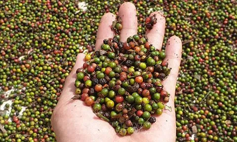 Bộ Công Thương khuyến cáo doanh nghiệp xuất khẩu cần có các biện pháp phòng tránh rủi ro
