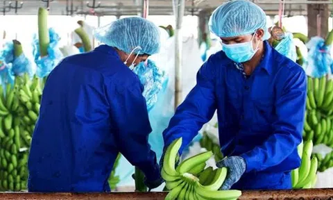Doanh nghiệp được 'gỡ' hàng trăm tỉ đồng tiền thuế từ sửa đổi Nghị định 20