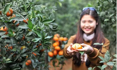 Cam Cao Phong tiếp thị bằng chỉ dẫn địa lý, VietGap và truy xuất nguồn gốc