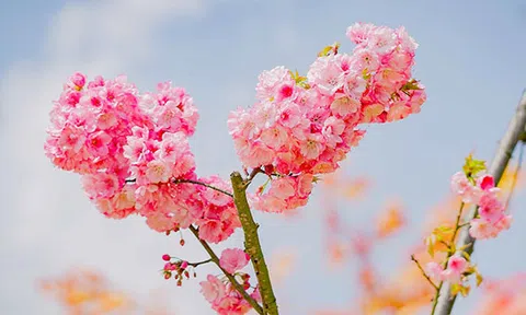 Đừng bỏ lỡ mùa anh đào đẹp như Nhật Bản ở Fansipan