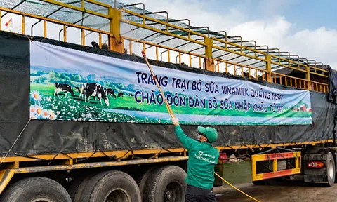 Vinamilk nhập khẩu hơn 2.100 bò sữa HF thuần chủng từ Mỹ về trang trại mới tại Quảng Ngãi
