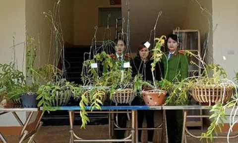Nếu thương vụ hoa lan đột biến trăm tỷ đồng là giả thì sẽ bị xử lý thế nào?