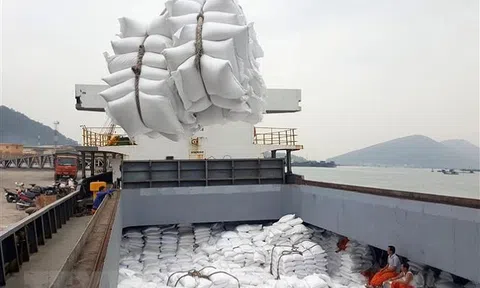 Cảnh báo giả mạo nhãn hiệu gạo Việt Nam trên thị trường quốc tế