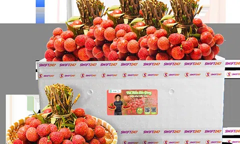 Vietjet chung tay đưa vải thiều Việt Nam xuất ngoại