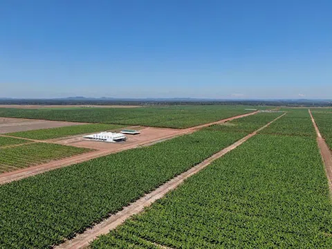 Thaco dự thu gần 11.000 tỷ đồng từ nông nghiệp năm 2022