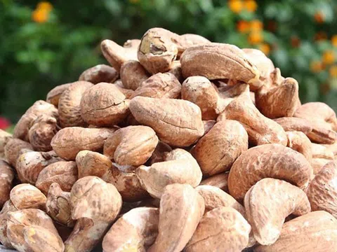 Vụ 36 lô hạt điều có nguy cơ mất trắng: Cần khắc phục "lỗ hổng" trong thương mại quốc tế