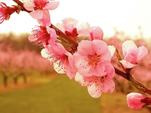 Những loài hoa chở mùa xuân hạnh phúc, bình an về