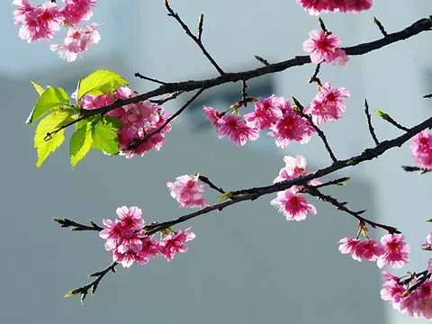 Thơ Xuân của Hồng Phương