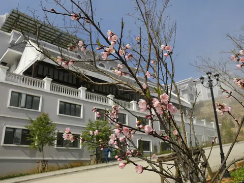 Bạch đào quý hiếm xuất hiện tại Fansipan Legend