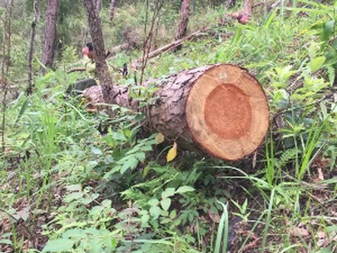 Lâm Đồng: Khởi tố hàng loạt vụ phá rừng có tổ chức