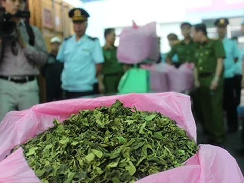 Bổ sung “lá cây Khat” vào danh mục chất ma túy