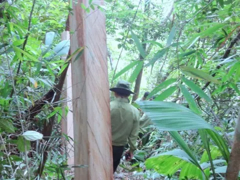 Nguyên Phó đồn Biên phòng cửa khẩu Nam Giang bị bắt