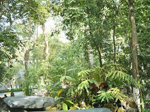 Cần cân nhắc Việt Kiều có được là chủ rừng hay không?