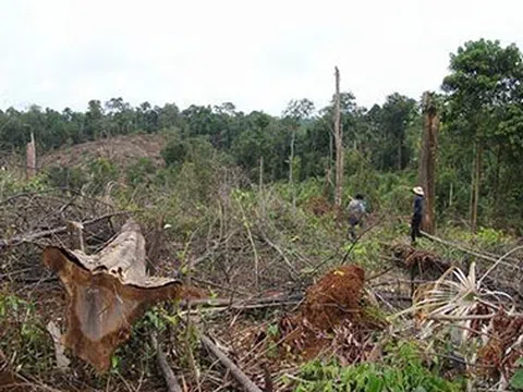 Khởi tố 4 đối tượng phá rừng quy mô lớn ở Lâm Đồng